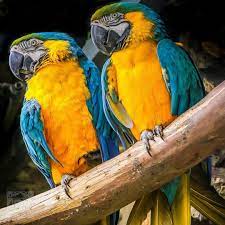 Guacamayo Azulamarillo Ara Ararauna Guacamayo Guacamayoazul Guacamayos Loro Guacamaya Guacamayas Guacamayaazul Animals Bird Parrot