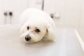 10 to 15 years the labradoodle is a cross between a labrador retriever and a miniature or standard poodle. Top 10 Dog Groomers Christchurch Moneyhub Nz