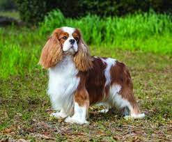 Cavalier King Charles Spaniel King Charles Dog Cavalier King Charles Spaniel Working Spaniel