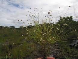 Image result for Syngonanthus angolensis