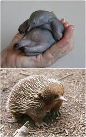 15 Best Baby Animal Nursery Australian Native Animals Echidna Animals