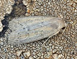 Image result for Chilodes maritima