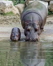 300 Land And Water Animals Ideas Animals Animals Wild Animals Beautiful