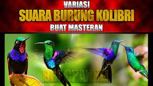 13 Suara Burung Alap Alap Falcon Youtube