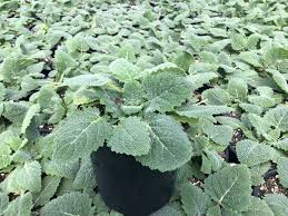 Image result for Salvia sclarea