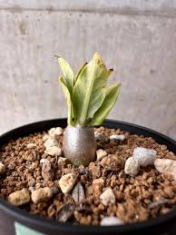 Image result for Pachypodium lealii