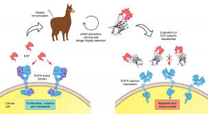 The Immune System Of The Alpaca Reveals A Pot Eurekalert