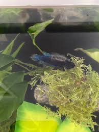Betta Jumped Out Of Tank… Still Alive. : R/Bettafish