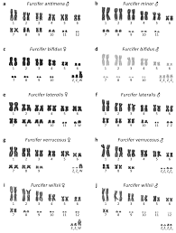 Peppy do a barrel roll (z or r twice)! Genes Free Full Text Zz Zw Sex Determination With Multiple Neo Sex Chromosomes Is Common In Madagascan Chameleons Of The Genus Furcifer Reptilia Chamaeleonidae Html