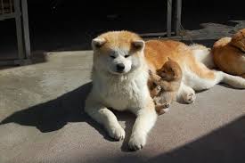Day Nightdreamers Akita Dog Japanese Dogs Akita Puppies