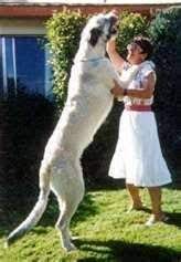 Irish Wolfhound Breeders Florida Irish Wolfhound Wolfhound Irish Wolfhound Breeders