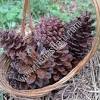 Pokok nenas batu hampir sama dengan nenas biasa pokoknya juga jauh lebih kecil daripada nenas biasa. Https Encrypted Tbn0 Gstatic Com Images Q Tbn And9gcrh826vme79te2rqb7wn5dkoihnb5i8gt Xiqpp1 Jdeexu4f7y Usqp Cau