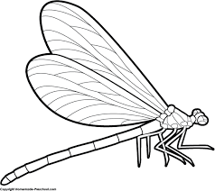 Clipart Dragonfly Drawing Dragonfly Clipart Insect Coloring Pages