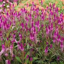 Celosia Asian Garden Asian Garden Greenhouse Plants Garden Seeds