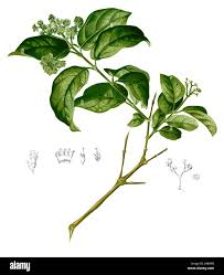 Image result for Premna