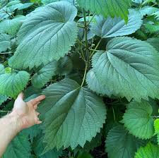 Image result for Boehmeria macrophylla