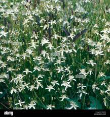 Image result for Clematis recta atropurpurea