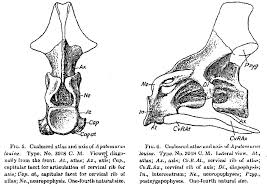 The atlas and axis play a 'pivotal' role in head and neck movement by forming one of the types of synovial joints the atlas (c01) and axis (c02) are two of the most important vertebrae in the spine. Tutorial 36 The Atlas Axis Complex In Sauropods Sauropod Vertebra Picture Of The Week