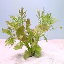 Image result for Distephanus biafrae