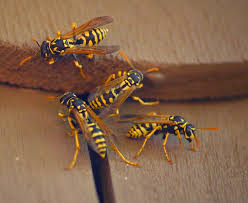 Find out other reasons why pool chemicals are required and learn about water ph. Ground Nesting Bees Are They A Threat To You Or Your Lawn Get Rid Of Wasps Remedies For Bee Stings Wasp Repellent