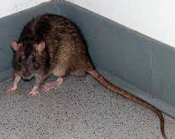 The color is gray to black, with the belly being white, gray, or black. Palm Desert Animal Removal Control Riverside Ca Aaac Wildlife Removal