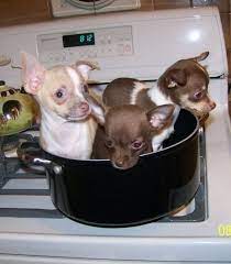 Yum Chihuahua Stew Chihuahua Food Animals Dog Food Recipes
