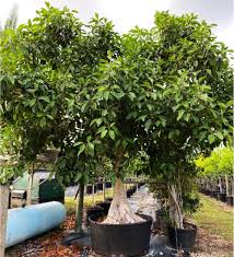 Image result for Ficus tremula