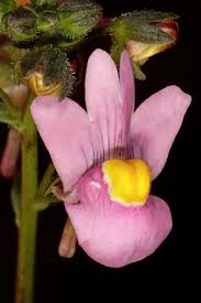 Image result for Nemesia fruticans