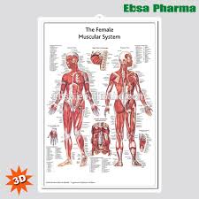 3d Medical Human Anatomy Wall Charts Poster The Female Muscular System Buy 3d Chart Human Anatomy Wall Poster The Female Muscular System Product