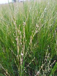 Image result for Panicum repentellum