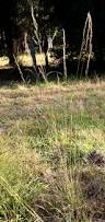 Image result for Hyparrhenia collina