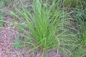 Image result for Hyparrhenia tamba