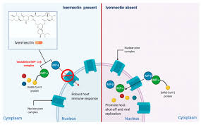 What are side effects of ivermectin. Sci Pharm Free Full Text Antiviral Activity Of Ivermectin Against Sars Cov 2 An Old Fashioned Dog With A New Trick A Literature Review Html