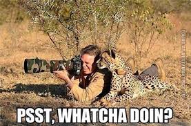 15 Down Right Funny Cheetah Memes Funny Animal Photos Funny Pictures Cute Animals