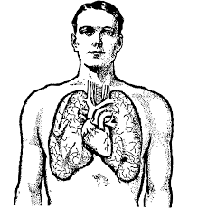 Human heart coloring book by stephanie elkowitz a free excerpt from the human body coloring book, assistant and reading guide! Free Clip Art Man And Lungs By Johnny Automatic