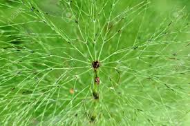 Image result for Equisetaceae