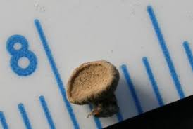 Image result for Polyporus pendulus