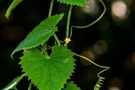 Image result for Zehneria scabra