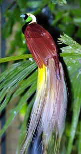 Lesser Bird Of Paradise Images Lesser Bird Of Paradise Photo Bird Of Paradise On A Tree The Colorful Birds Birds Pet Birds