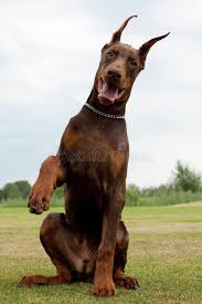 Dog lover gift best doberman pinscher mom ever animal pet owner rescue gift coffee mug tea cup white. 3 422 Doberman Puppy Photos Free Royalty Free Stock Photos From Dreamstime