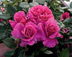 A medium/compact grower it will look best toward the front of the bed with taller roses or shrubs in the background height: Pretty Lady Rose Rosa Hybrid Tea Pretty Lady Rose From Regan Nursery