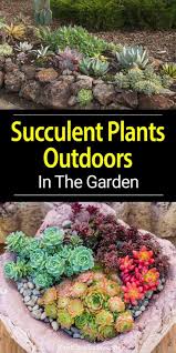 How To Grow Succulent Plants Outdoors In The Garden Succulent Rock Garden Succulent Garden Outdoor Succulent Landscaping