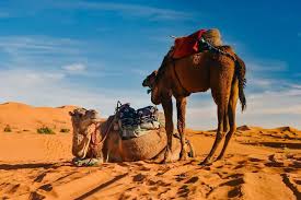 Best price and money back guarantee! 2 Night Camel Trek Around Merzouga Best 2 Night Camel Trekking In Morocco