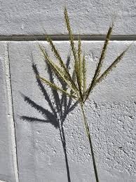 Image result for Dichanthium annulatum