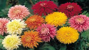 Chrysanthemum Flower Information Best Flower Wallpaper