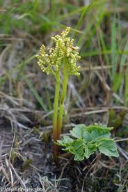 Image result for Botrychium multifidum