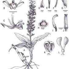 Image result for Liparis deistelii