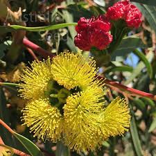 Check spelling or type a new query. Buy Eucalyptus Erythrocorys Dwarf Prostrate Red Capped Gum Illyarrie Seed Australian Seed