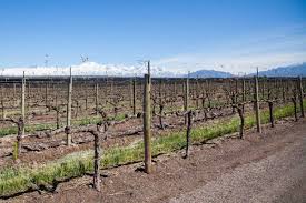 Image result for grape pruning