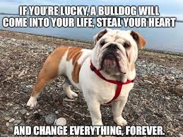 Image May Contain Meme And Text Dog Training Bulldog Training Your Dog